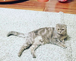 Кошки в Ряжске: Вязка кошечки за котенка, Бесплатно - фото 1