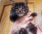 Кошки в Малоархангельске: Котенок мейн кун, 18 000 руб. - фото 1