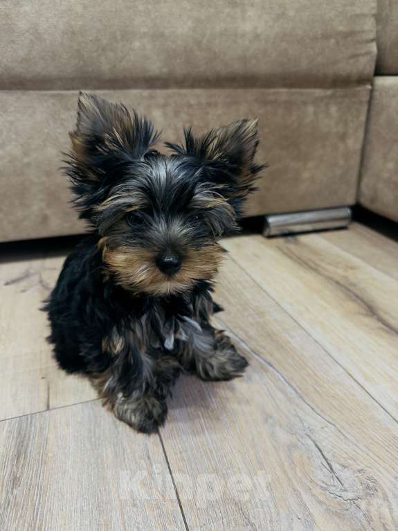 Собаки в Донецке: Продам щенка мальчика Мальчик, 15 000 руб. - фото 5