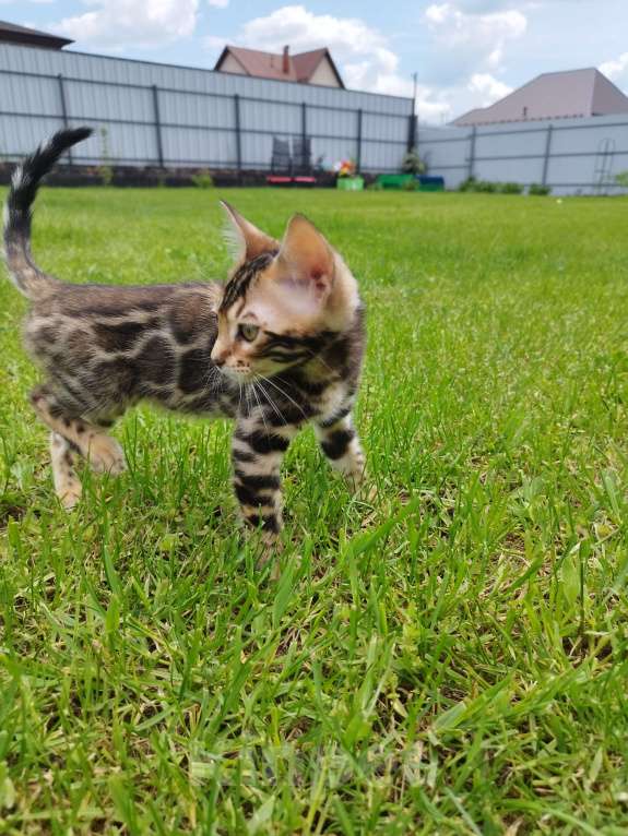 Кошки в Ярославле: Бенгальская девочка  Девочка, 50 000 руб. - фото 4