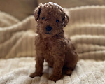 Собаки в Санкт-Петербурге: Шикарный мальчик той пуделя ред броун  Мальчик, Бесплатно - фото 4