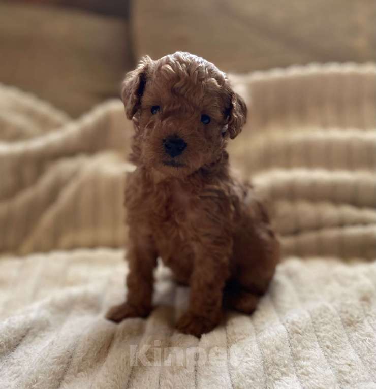 Собаки в Санкт-Петербурге: Шикарный мальчик той пуделя ред броун  Мальчик, Бесплатно - фото 4