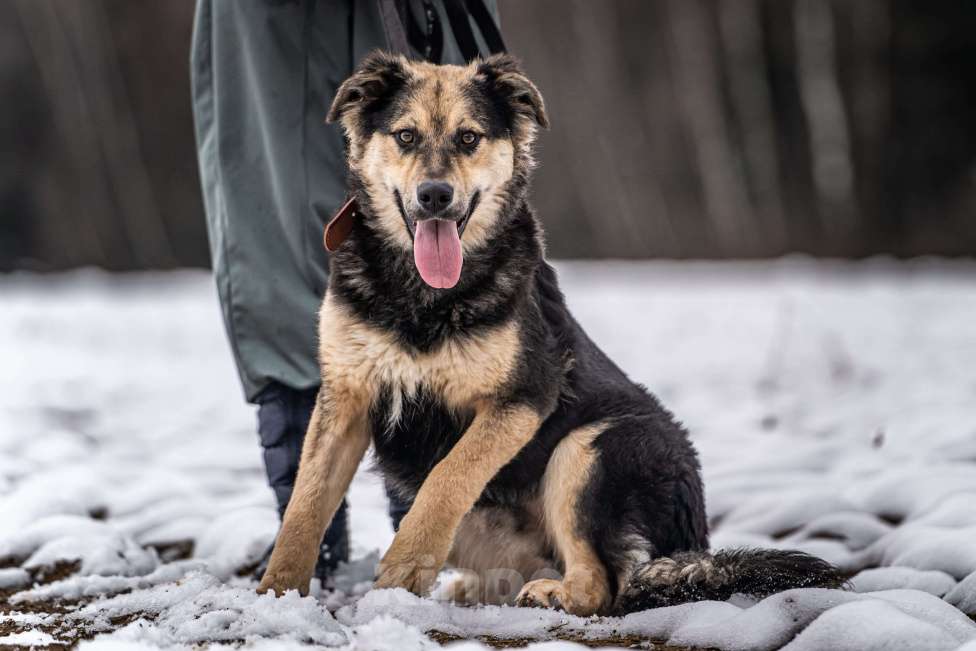 Собаки в Клине: Патрик - мощный пёс Мальчик, Бесплатно - фото 3