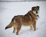 Собаки в Наро-Фоминске: Белла Девочка, Бесплатно - фото 5