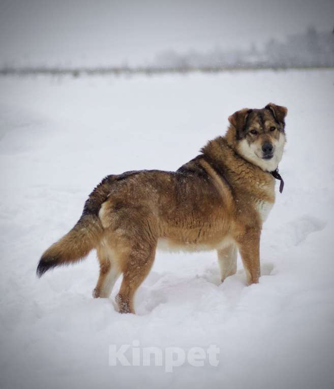 Собаки в Наро-Фоминске: Белла Девочка, Бесплатно - фото 5