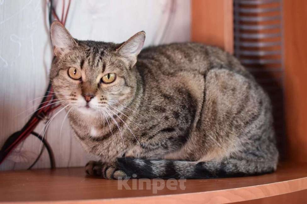 Кошки в Москве: Некрасивая кошка ищет дом и семью. Девочка, Бесплатно - фото 1
