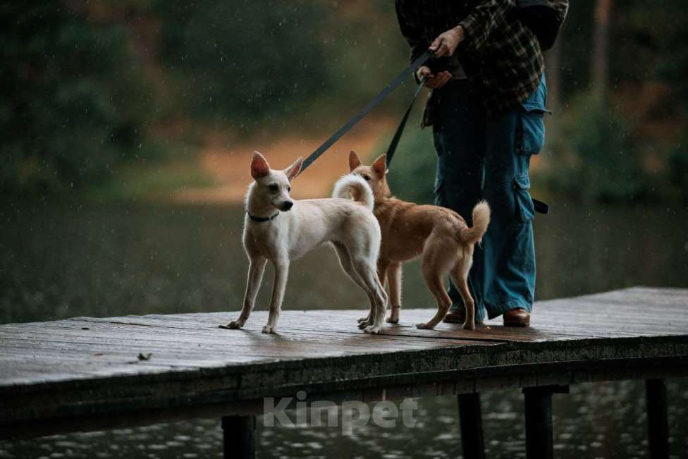 Собаки в Москве: Ищет дом маленькая белая собака Плам (Пломбирка) Девочка, Бесплатно - фото 6