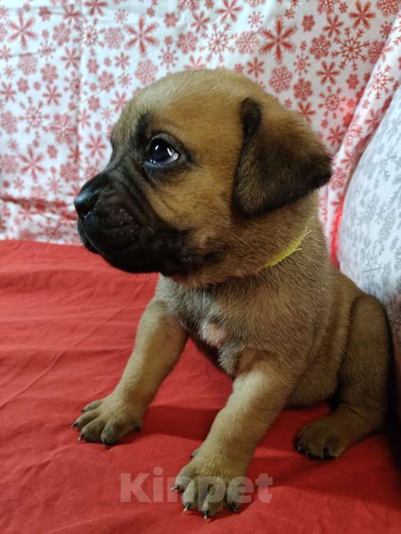 Собаки в других городах Краснодарского края: Кане-Корсо, щенок Девочка, 20 000 руб. - фото 2