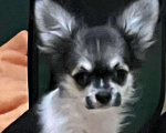 Собаки в Москве: Чихуахуа мальчик  Мальчик, 25 000 руб. - фото 1