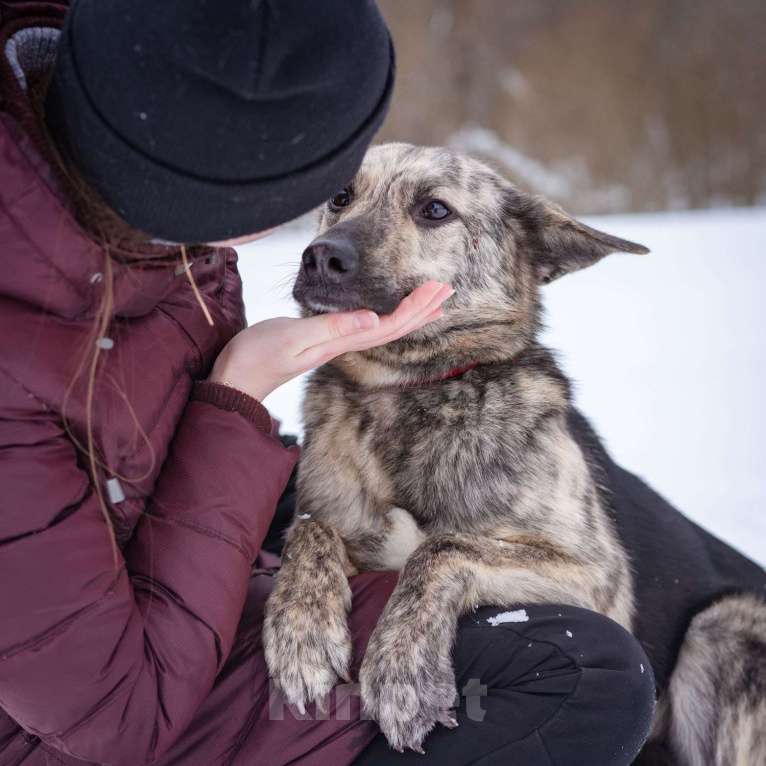 Собаки в Москве: Красивый, тигровый парень мечтает найти свою семью и дом! Мальчик, Бесплатно - фото 5