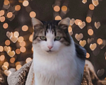 Кошки в Протвино: Котята ищут свои любящие семьи ❤️ Девочка, Бесплатно - фото 6