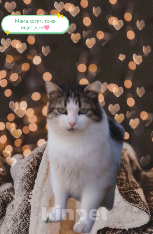 Кошки в Протвино: Котята ищут свои любящие семьи ❤️ Девочка, Бесплатно - фото 6
