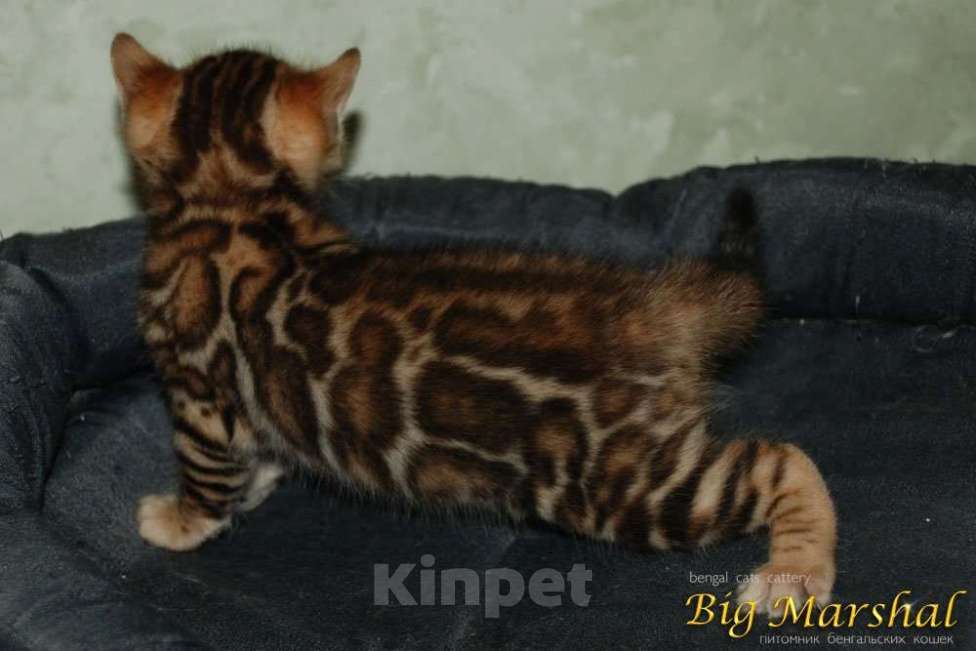 Кошки в Москве: Бенгальские котята. Девочка, 85 000 руб. - фото 10