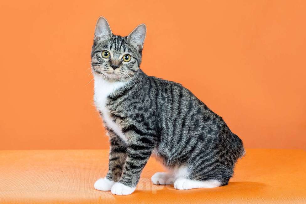 Кошки в Омске: кошечка курильского бобтейла Девочка, 30 000 руб. - фото 2