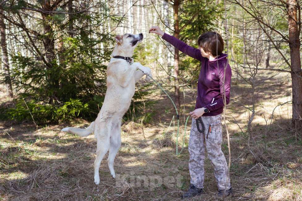 Собаки в Москве: Молодой, добрый пёсель в добрые руки Мальчик, Бесплатно - фото 7