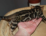 Кошки в Москве: Бенгальский котик  Мальчик, 70 000 руб. - фото 2