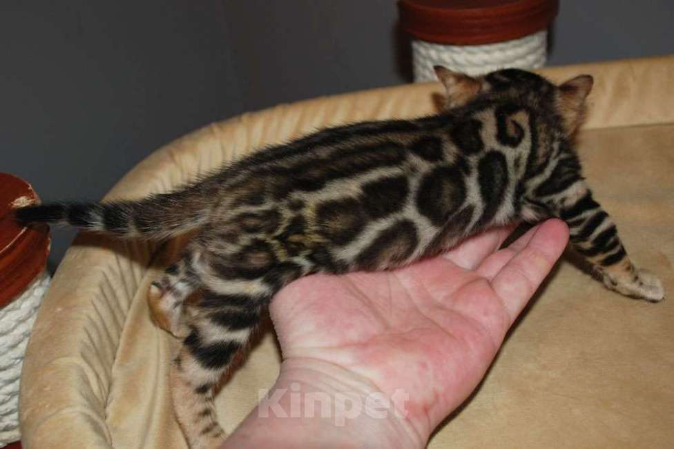 Кошки в Москве: Бенгальский котик  Мальчик, 70 000 руб. - фото 2