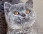 Кошки в Москве: Британские к/ш котята  Мальчик, Бесплатно - фото 2
