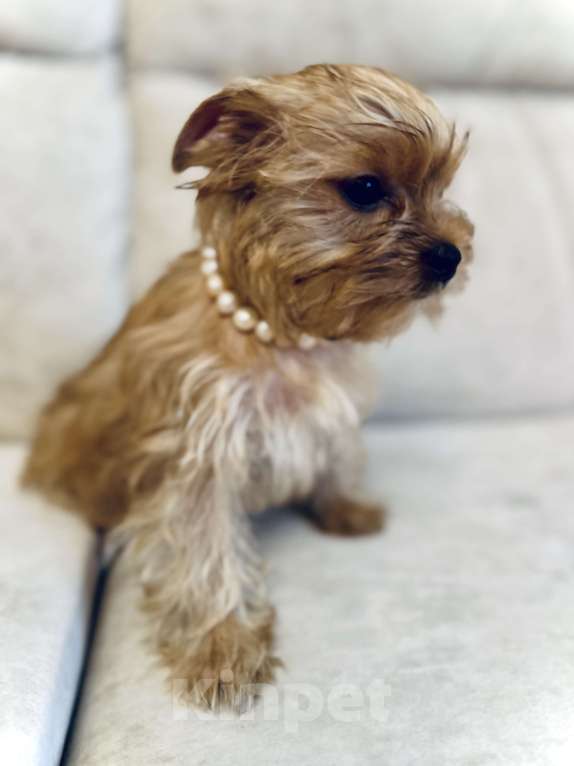 Собаки в Казани: Голддаст, Йорк, девочка, мини, бейби фейс Девочка, 60 000 руб. - фото 3