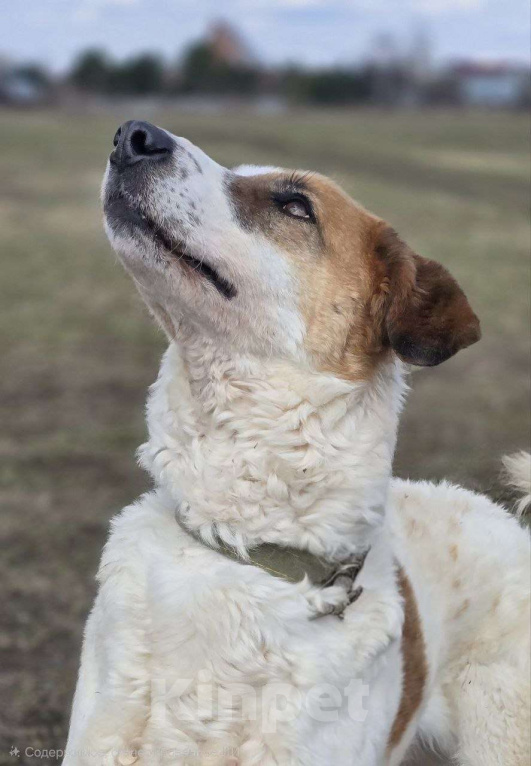 Собаки в Королеве: Ищет дом красавец Друлл! Мальчик, Бесплатно - фото 4