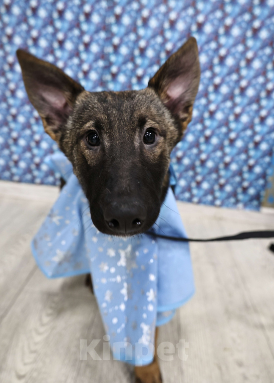 Собаки в Москве: Щенки бесплатно в Москве Девочка, Бесплатно - фото 8