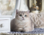 Кошки в Москве: Британская девочка Виолетта Девочка, 130 000 руб. - фото 6