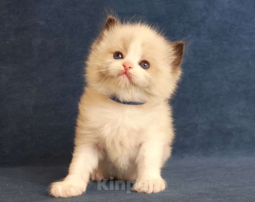 Кошки в Санкт-Петербурге: Мальчик рэгдолл Мальчик, 80 000 руб. - фото 3