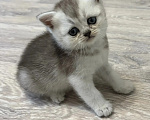 Кошки в Смоленске: Продажа котят Разнополые, 20 000 руб. - фото 1