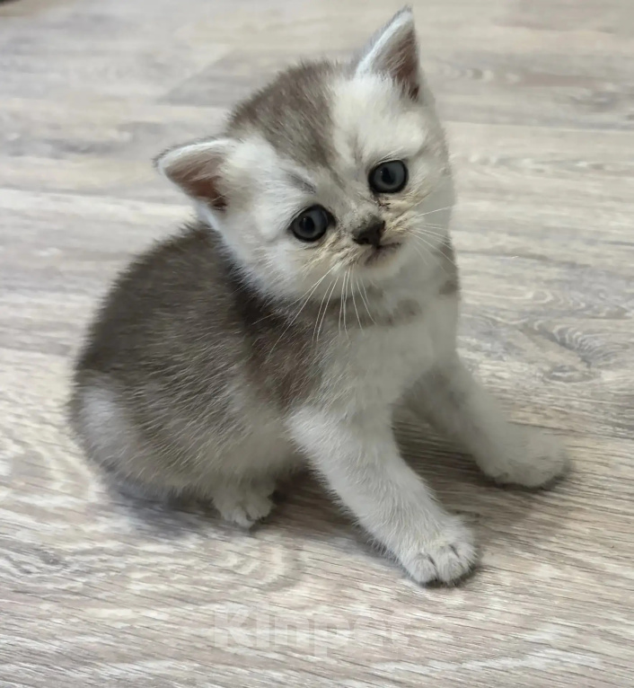 Кошки в Смоленске: Продажа котят Разнополые, 20 000 руб. - фото 1