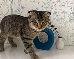 Кошки в Москве: Очаровательный Валли ищет семью  Мальчик, Бесплатно - фото 8