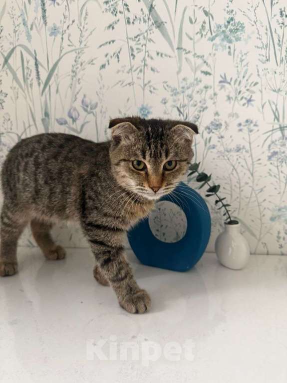 Кошки в Москве: Очаровательный Валли ищет семью  Мальчик, Бесплатно - фото 8