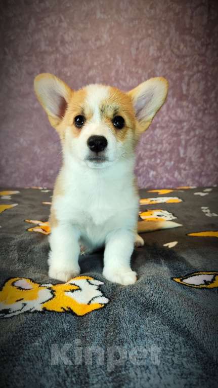 Собаки в Мценске: Девочка Дора Лайт Девочка, 50 000 руб. - фото 4