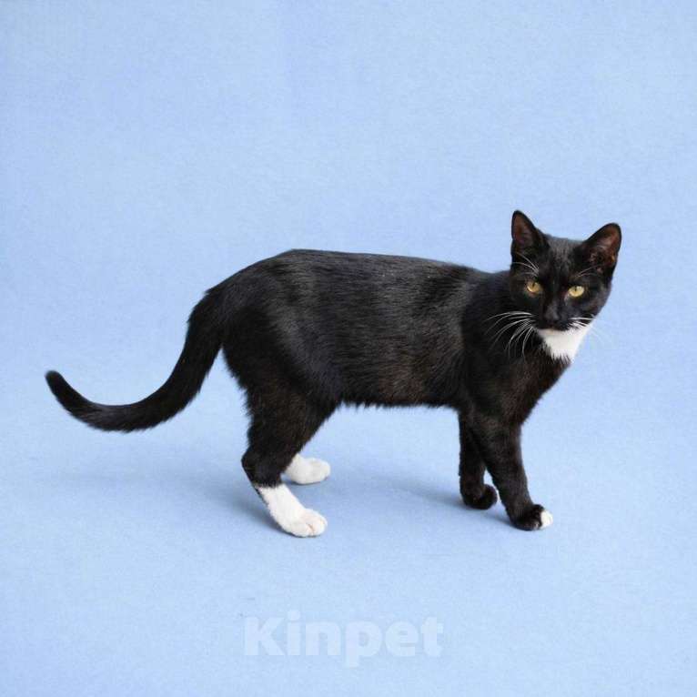 Кошки в Москве: Крошик ищет дом Мальчик, Бесплатно - фото 5