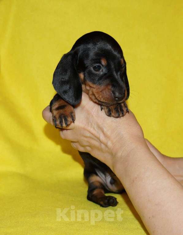 Собаки в Иваново: Такса стандартная г-ш. РКФ Мальчик, Бесплатно - фото 4