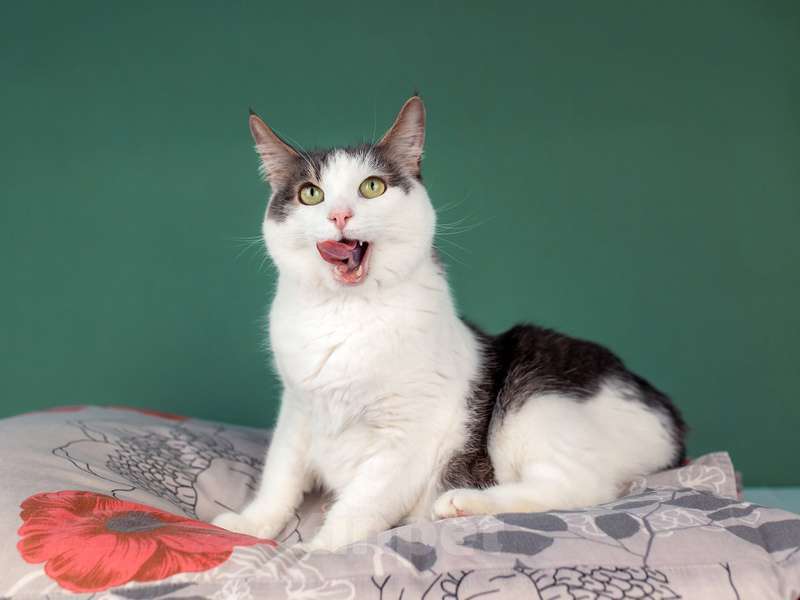 Кошки в Москве: Ласковый кот Масяня с кисточками на ушах и искренней улыбкой Мальчик, Бесплатно - фото 7