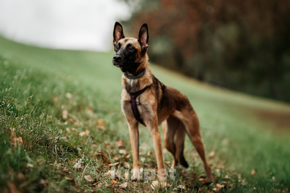 Собаки в Москве:  Ищет дом Пинки — девочка с сердцем солнца Девочка, Бесплатно - фото 5