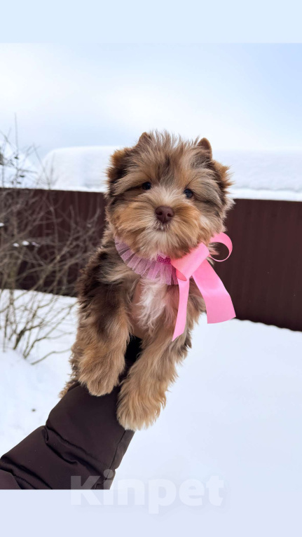 Собаки в Москве: Девочка шоко мерле, красотка Девочка, 70 000 руб. - фото 1