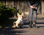 Собаки в Воронеже: Щенки Вельш Корги Пемброк Девочка, 75 000 руб. - фото 5