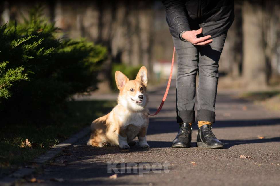 Собаки в Воронеже: Щенки Вельш Корги Пемброк Девочка, 75 000 руб. - фото 5