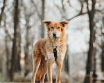 Собаки в Москве: Удивительный Яша ищет дом Мальчик, Бесплатно - фото 3