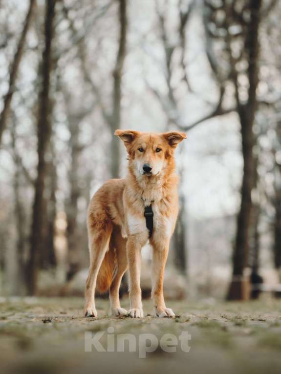 Собаки в Москве: Удивительный Яша ищет дом Мальчик, Бесплатно - фото 3