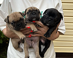 Собаки в Ростове-на-Дону: Продаются чистопородные щенки французского бульдога , рождены 12.06.2023 открыта бронь  Мальчик, 20 000 руб. - фото 2