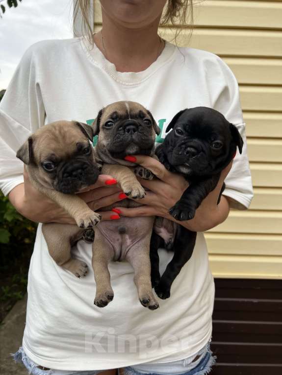 Собаки в Ростове-на-Дону: Продаются чистопородные щенки французского бульдога , рождены 12.06.2023 открыта бронь  Мальчик, 20 000 руб. - фото 2