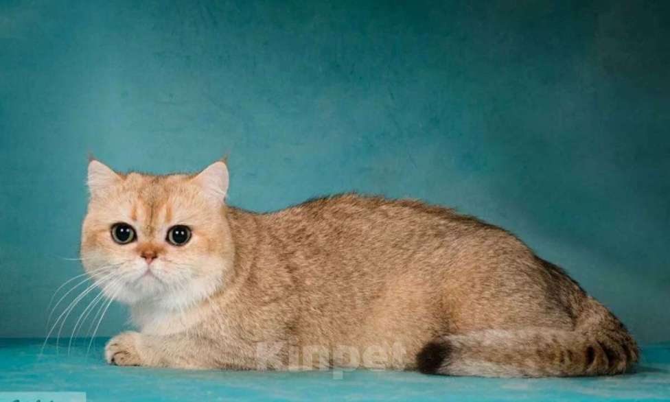 Кошки в Москве: Британский мачо Мальчик, Бесплатно - фото 1