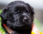 Собаки в Челябинске: Щенок чёрного лабрадора жёлтый ошейник 1 месяц Мальчик, 50 000 руб. - фото 1