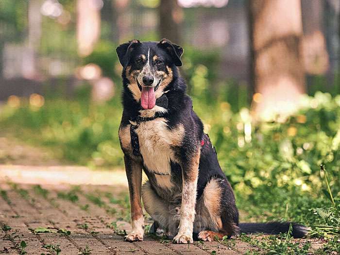 Собаки в Москве: Обаяшка Том ищет свою семью Мальчик, 10 руб. - фото 7