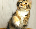 Кошки в Мытищах: Котенок Мейн кун Девочка, 40 000 руб. - фото 10