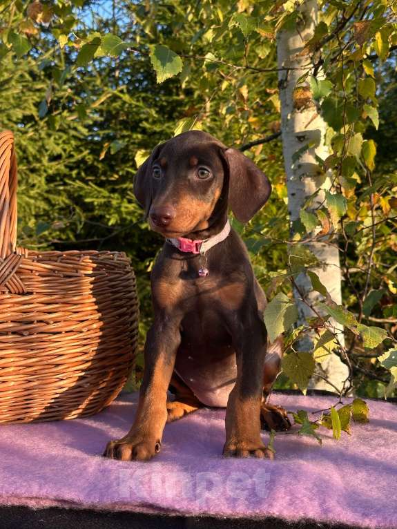 Собаки в Вологде: Купите счастье домой  Девочка, 40 000 руб. - фото 4