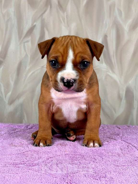 Собаки в Москве: Очаровательная малышка амстаффа  Девочка, 35 000 руб. - фото 8