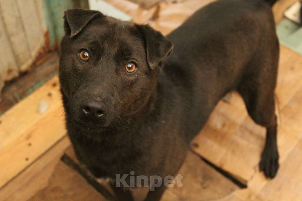 Собаки в Санкт-Петербурге: Небольшая необычная собака ищет дом Девочка, Бесплатно - фото 1